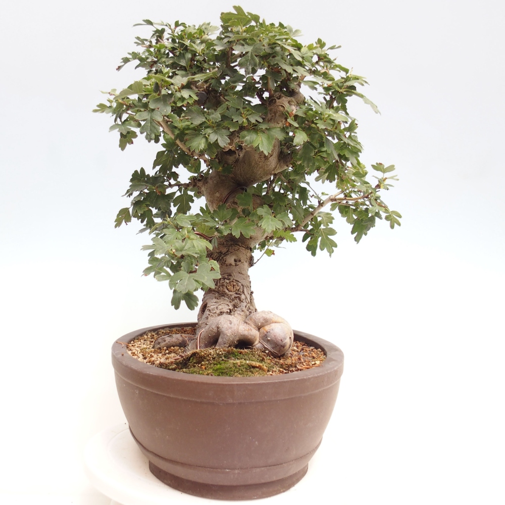 Bonsai zewnętrzne - Głóg różowy, pełnokwiatowy - Crataegus 