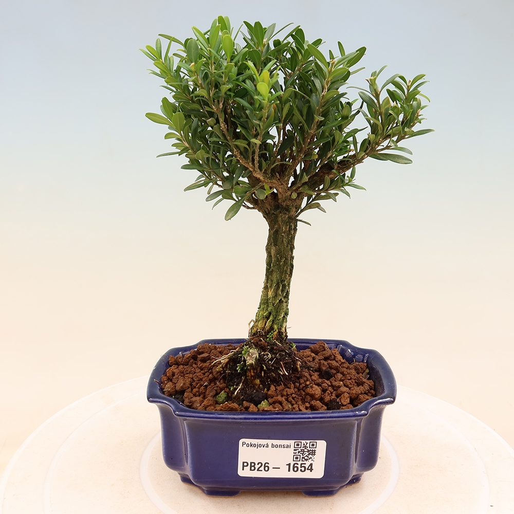 Pokój bonsai - Buxus harlandii - buxus korkowy