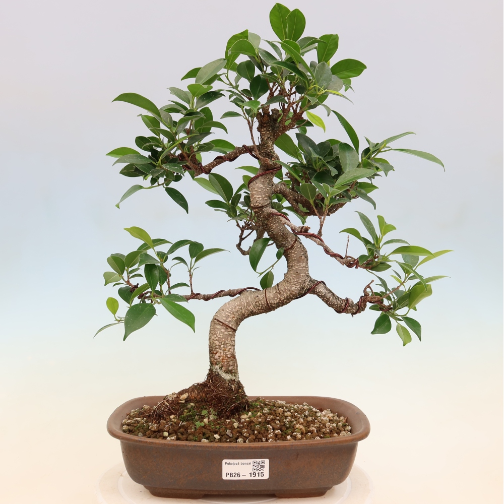 Pokój bonsai - Ficus kimmen - figowiec drobnolistny