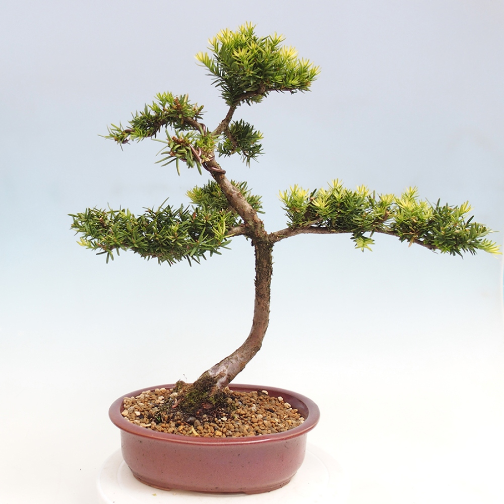Bonsai na zewnątrz - Taxus cuspidata - cis japoński