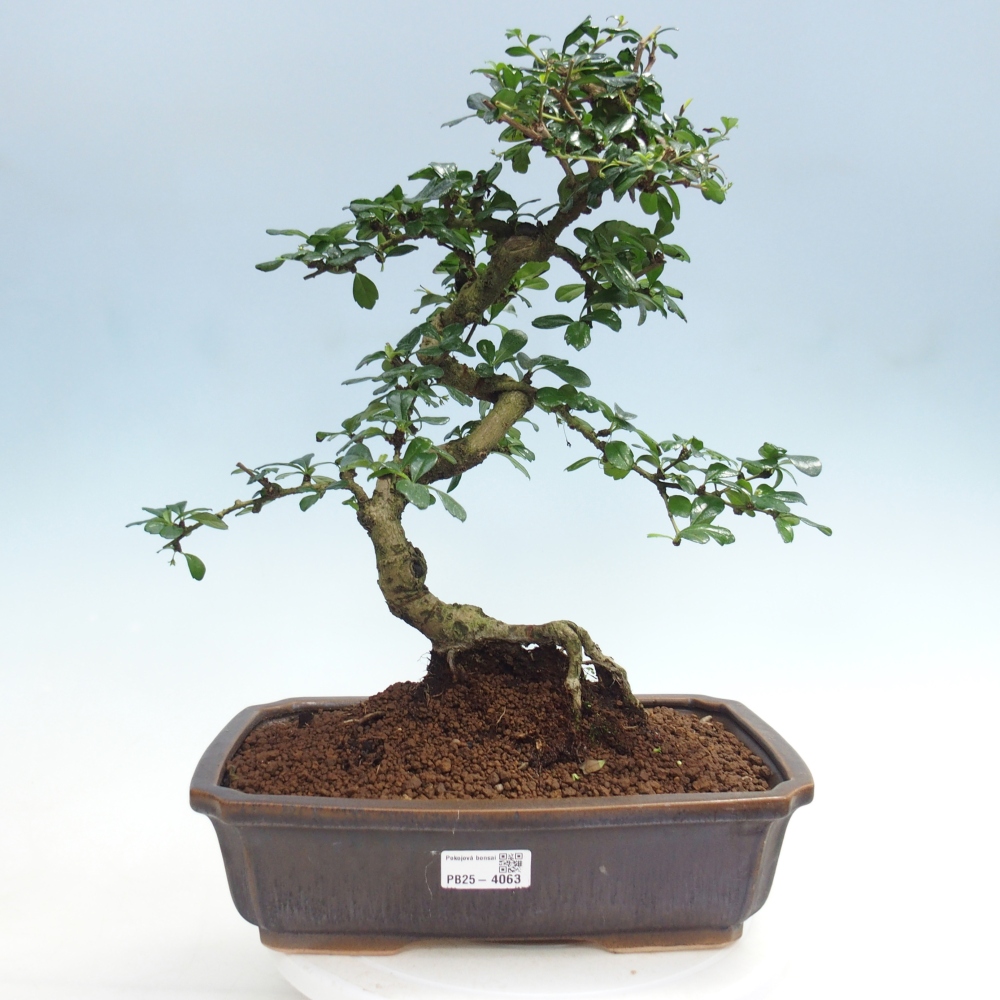 Bonsai pokojowe - Carmona macrophylla - Tea fuki