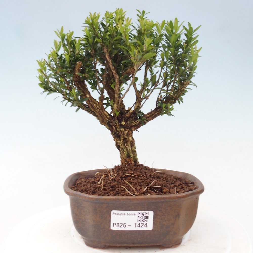 Pokój bonsai - Buxus harlandii - buxus korkowy