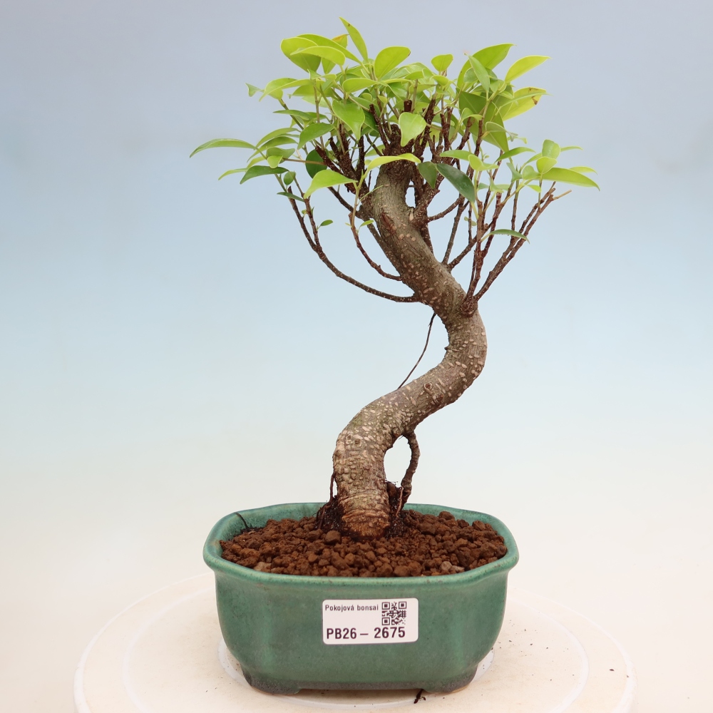 Pokój bonsai - Ficus kimmen - figowiec drobnolistny
