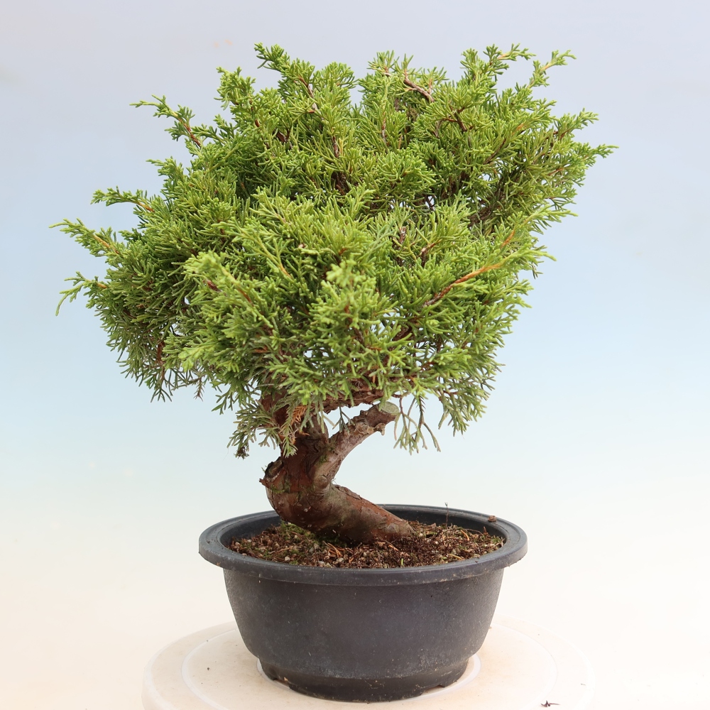 Bonsai ogrodowe – Juniperus chinensis Itoigawa – jałowiec chiński
