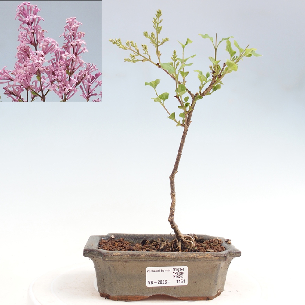 Outdoor bonsai - Syringa Meyeri Palibin - Lilak Meyera