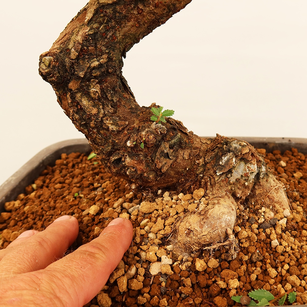 Bonsai na świeżym powietrzu - Zelkova - Zelkova NIRE