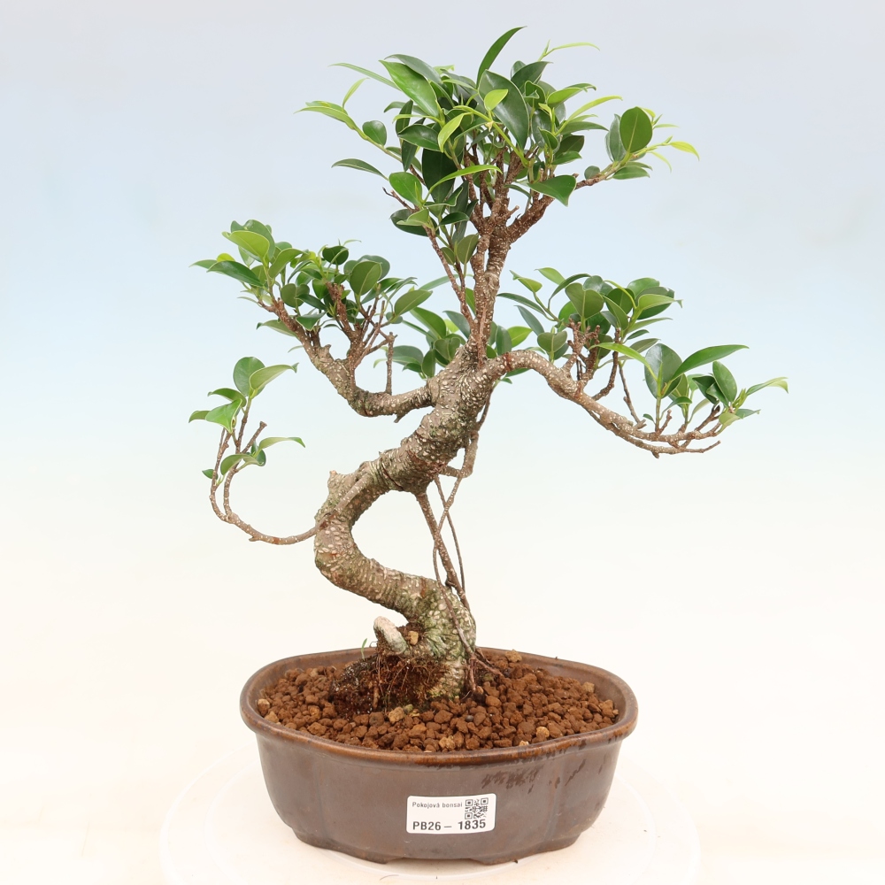 Pokój bonsai - Ficus retusa - figowiec drobnolistny