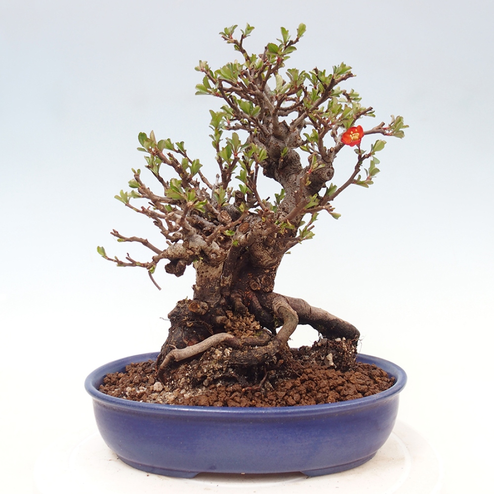 Bonsai zewnętrzne - Chaneomeles speciosa - Pigwa