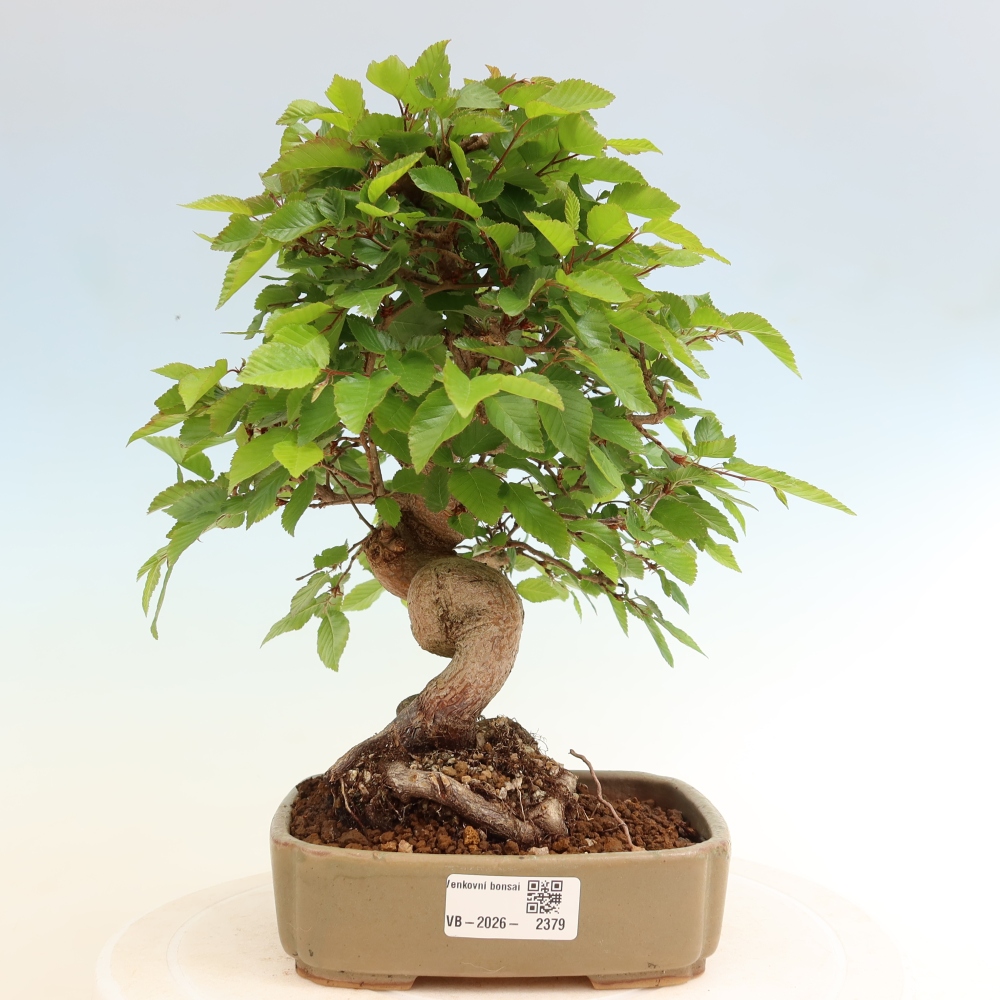 Outdoor bonsai - Carpinus coreana - grab koreański
