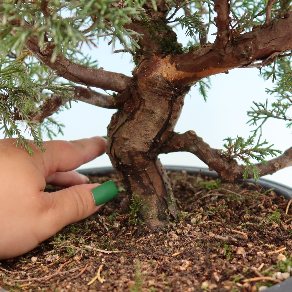 Bonsai ogrodowe – Juniperus chinensis Itoigawa – jałowiec chiński
