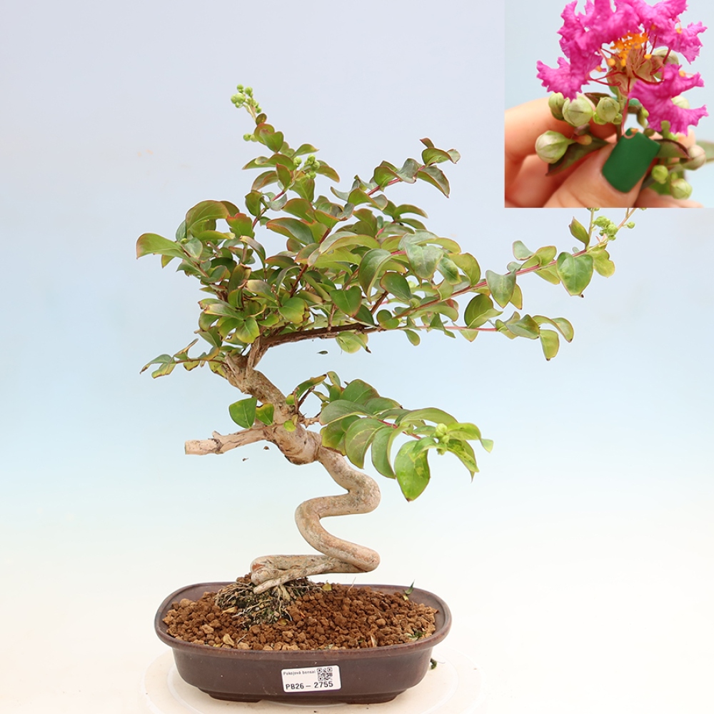 Bonsai pokojowe – Lagerstroemia indica – bz indyjski