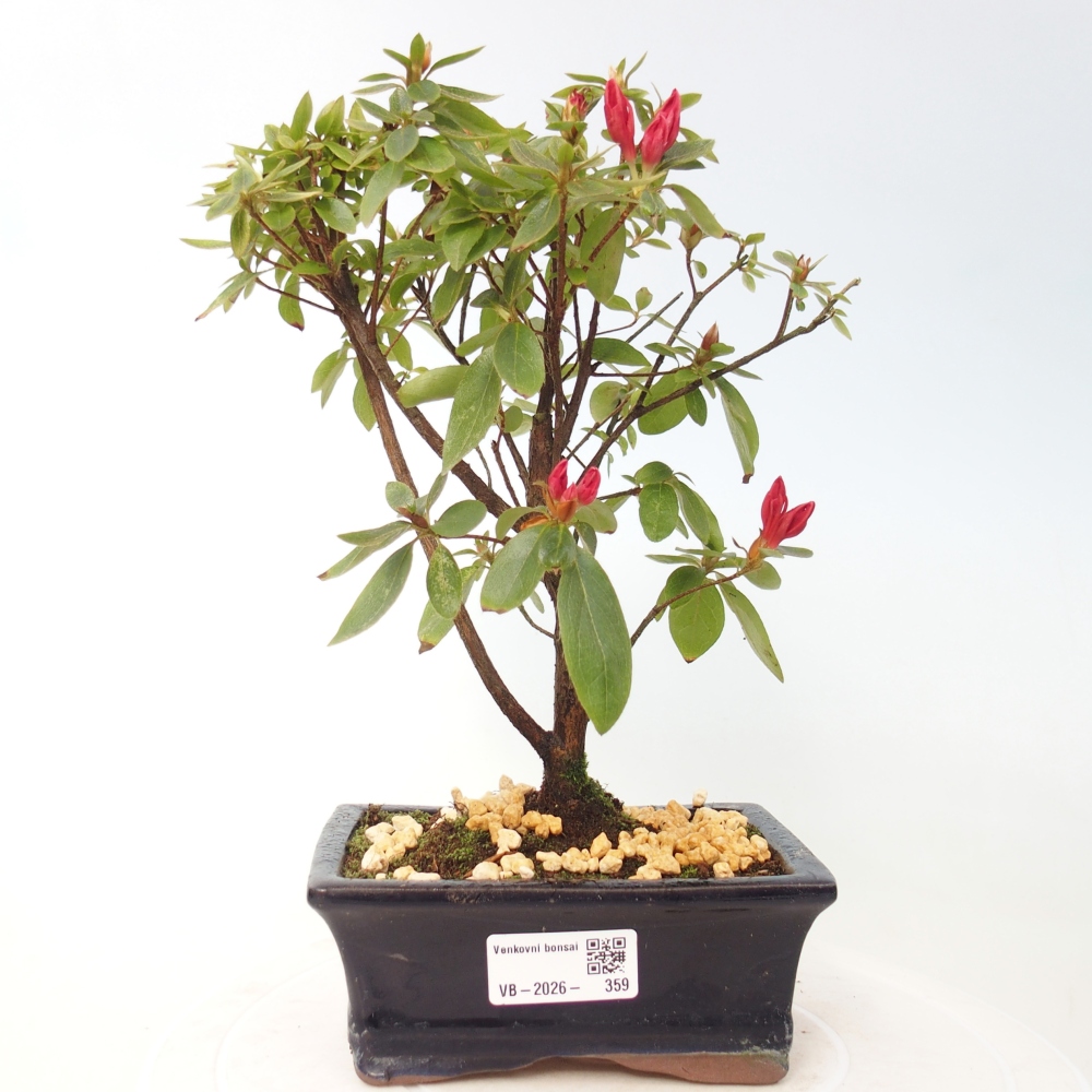 Outdoor bonsai - Azalia japońska - Azalea sp.