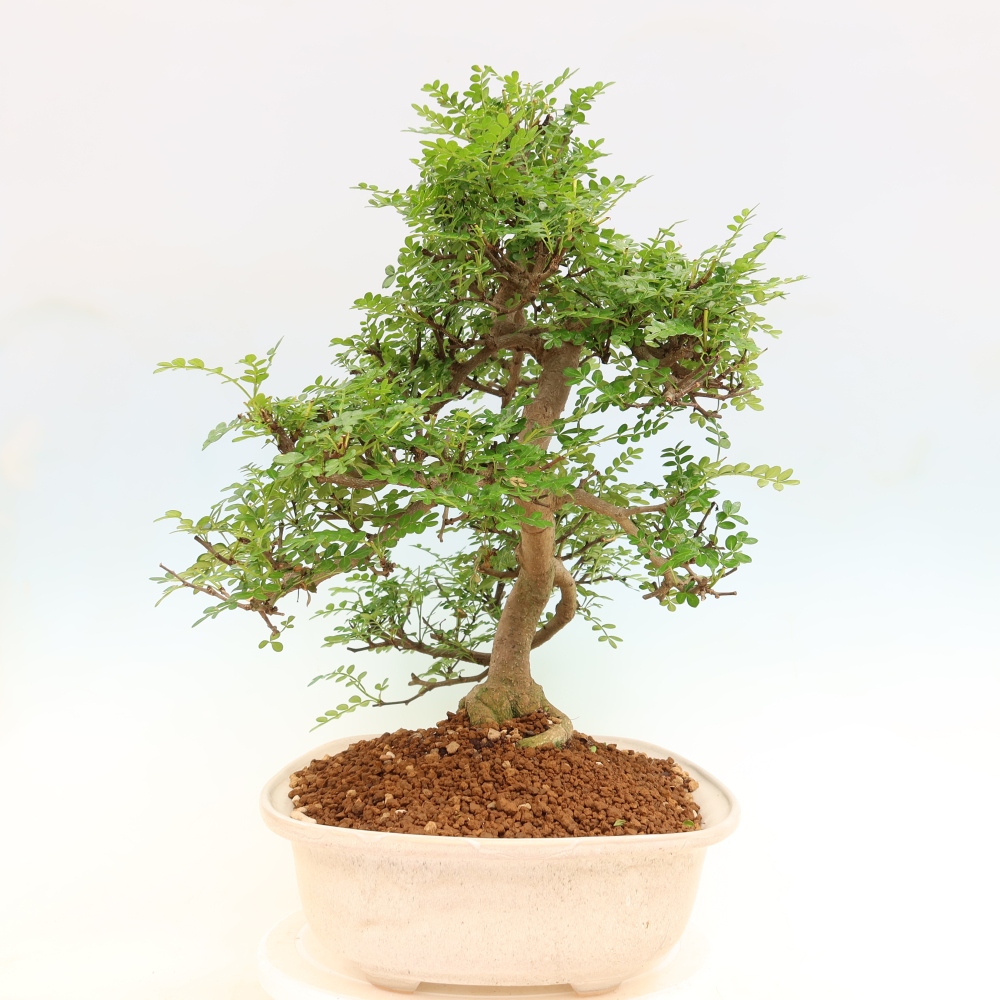 Pokój bonsai - Zantoxylum piperitum - drzewo pieprzowe