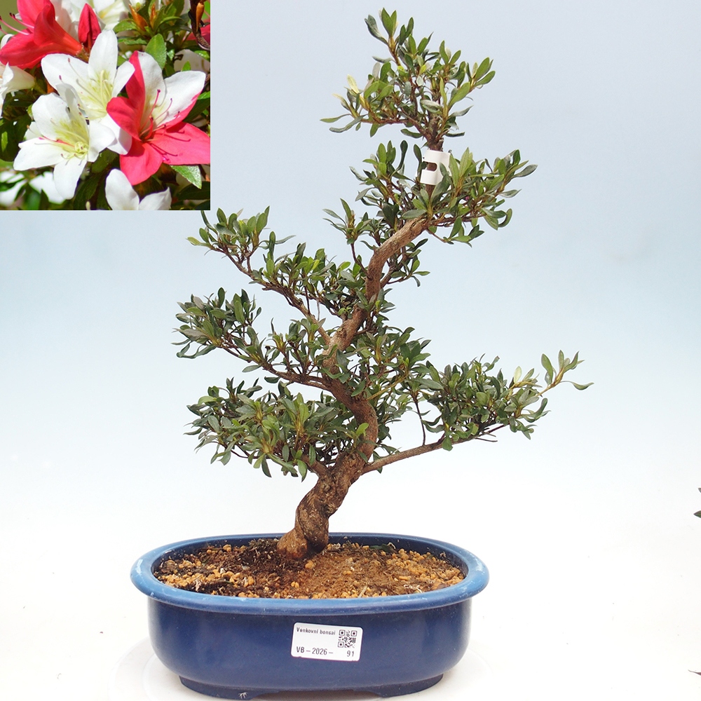 Bonsai zewnętrzne - Azalia japońska - Azalia CHIHIRO