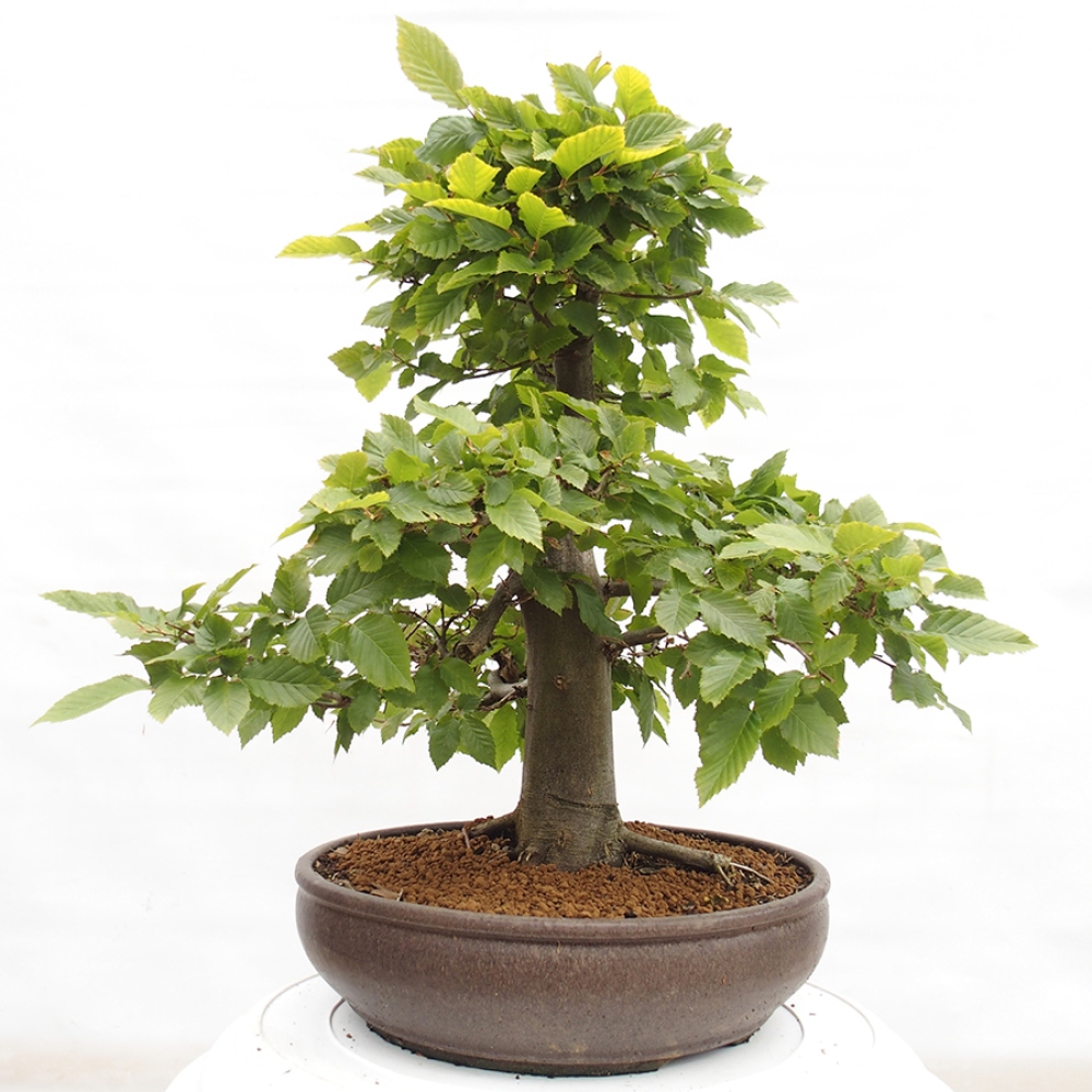 Bonsai zewnętrzne - Grab - Carpinus betulus