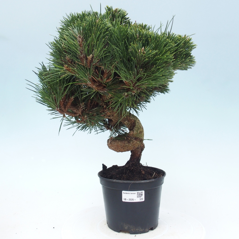 Outdoor bonsai - Pinus thunbergii senjyumaru - Sosna Thunberga