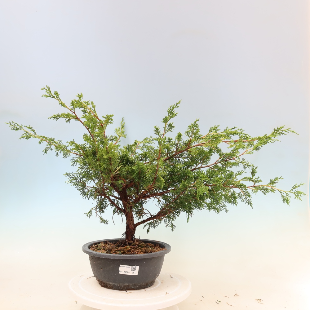 Outdoor bonsai - Juniperus chinensis Itoigawa
