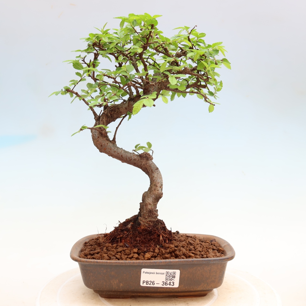 Pokój bonsai - Ulmus parvifolia - Wiąz drobnolistny