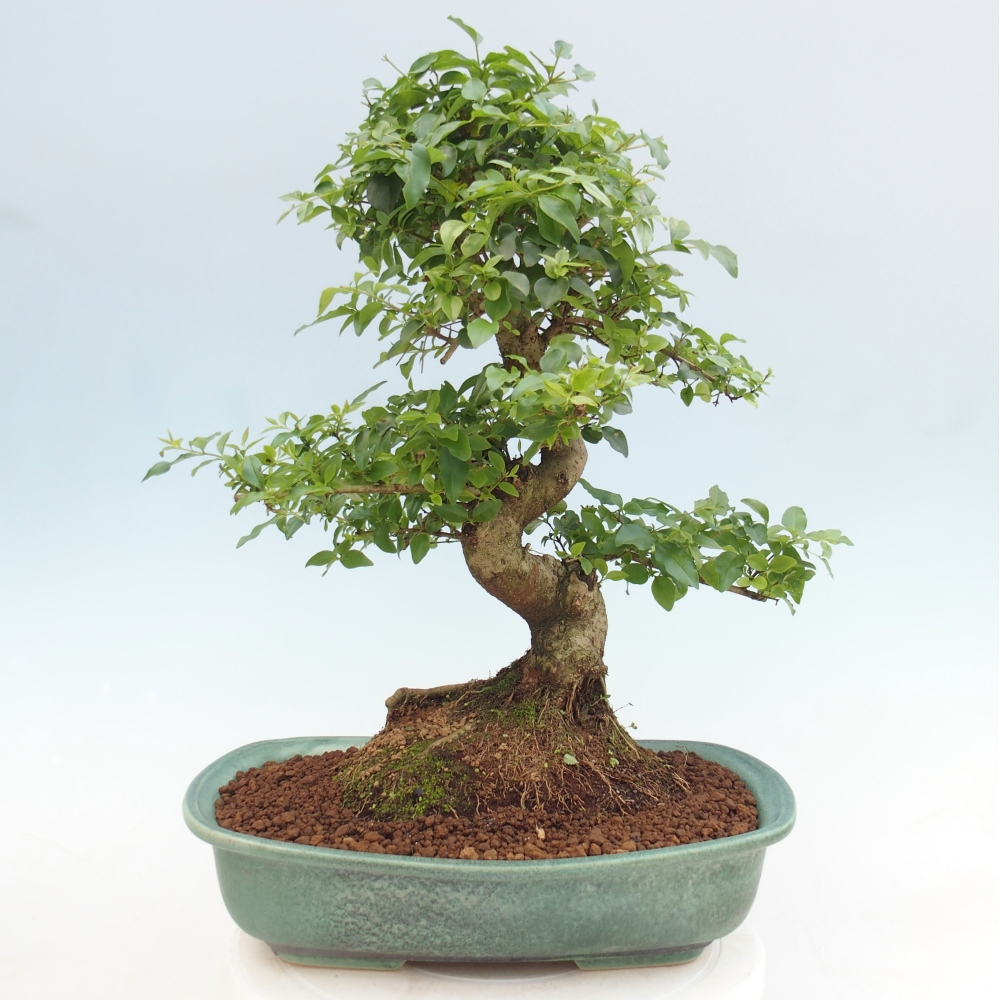 Pokój bonsai - Ligustrum chinensis - Dziób ptaka