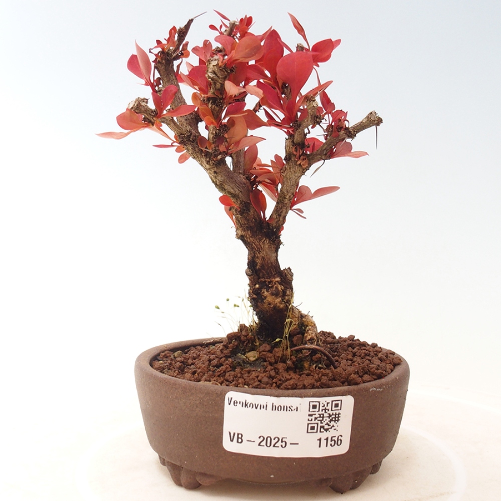 Outdoor bonsai - Berberis thunbergii Kobold - Dřištál Thunberg's