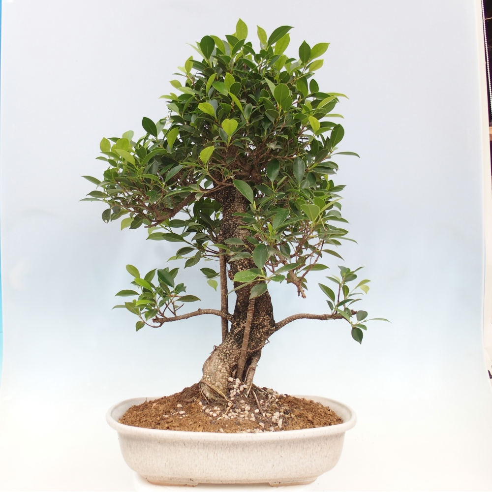 Bonsai pokojowe - Ficus kimmen - figowiec drobnolistny - WYŁĄCZNIE ODBIÓR OSOBISTY lub transport paletowy