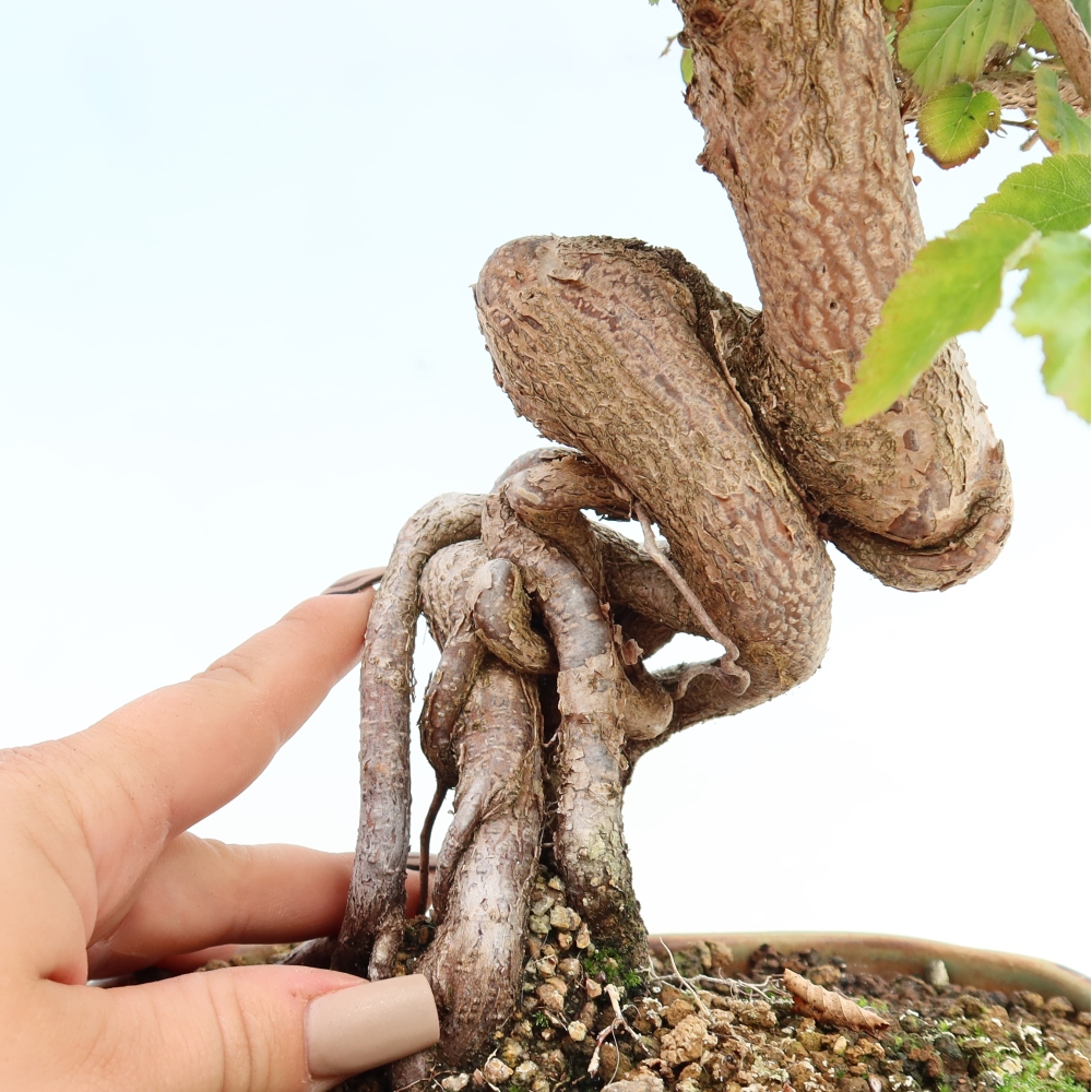 Outdoor bonsai - Carpinus CARPINOIDES - grab koreański