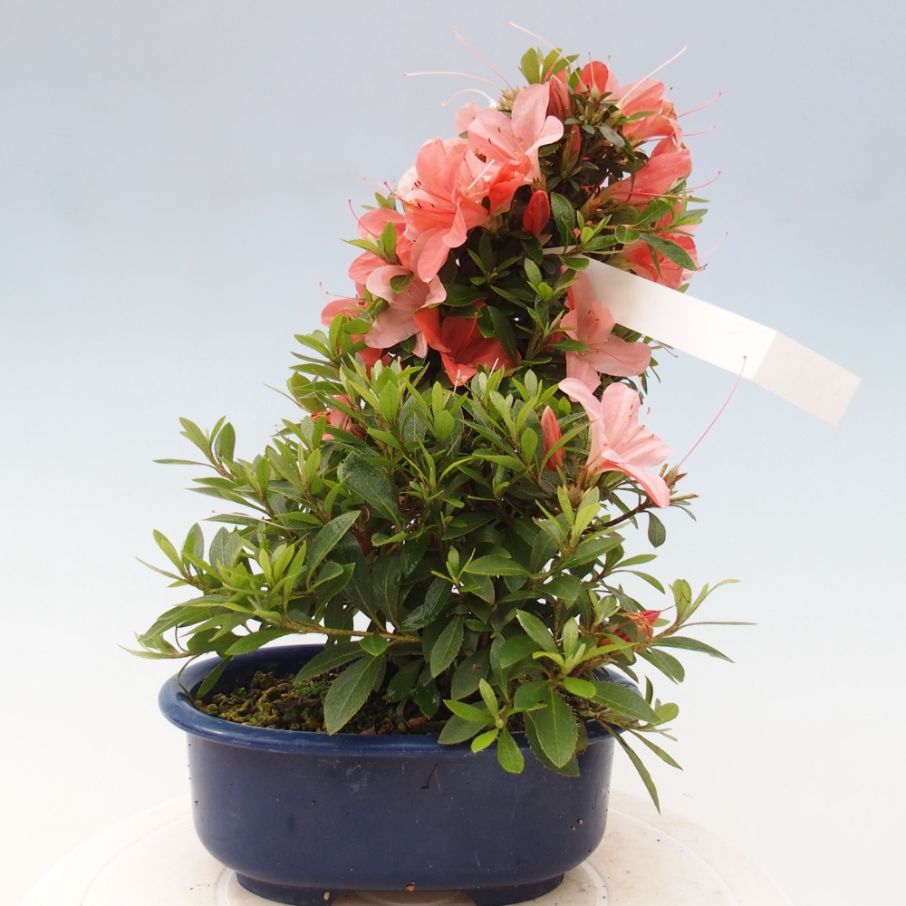 Bonsai ogrodowe - azalia japońska - Azalea Nikko