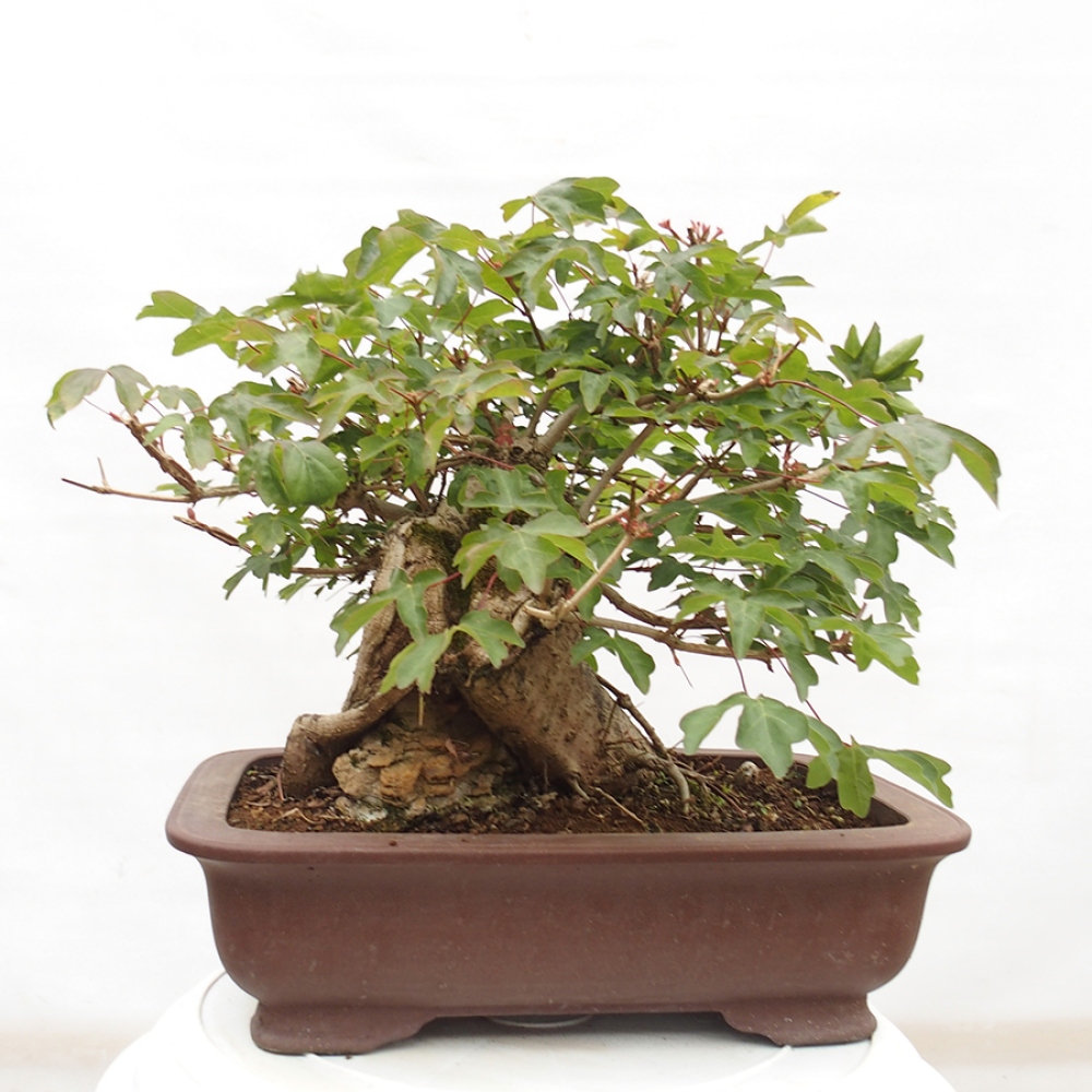 Bonsai zewnętrzne - Klon dziecięcy - Acer campestre