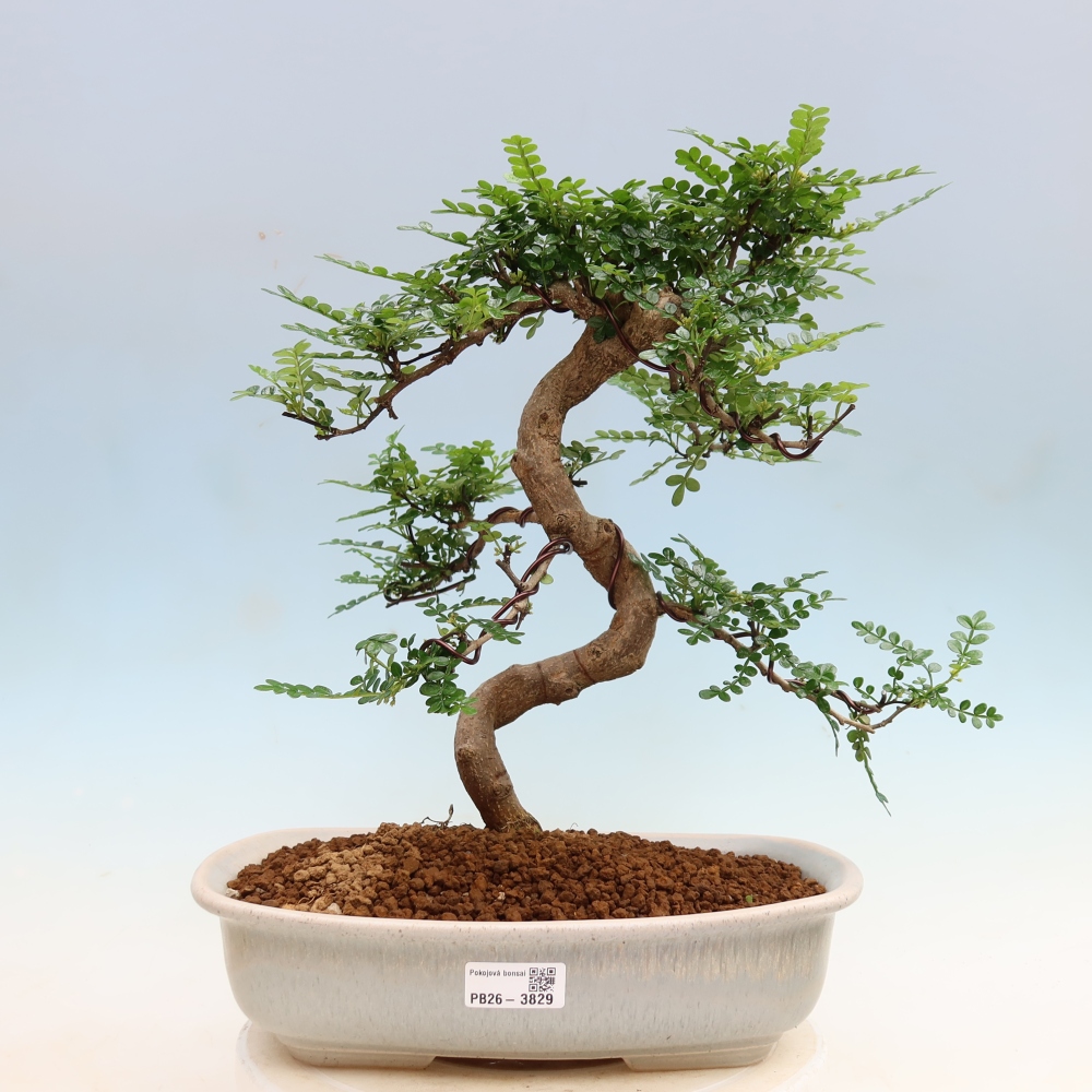 Pokój bonsai - Zantoxylum piperitum - drzewo pieprzowe