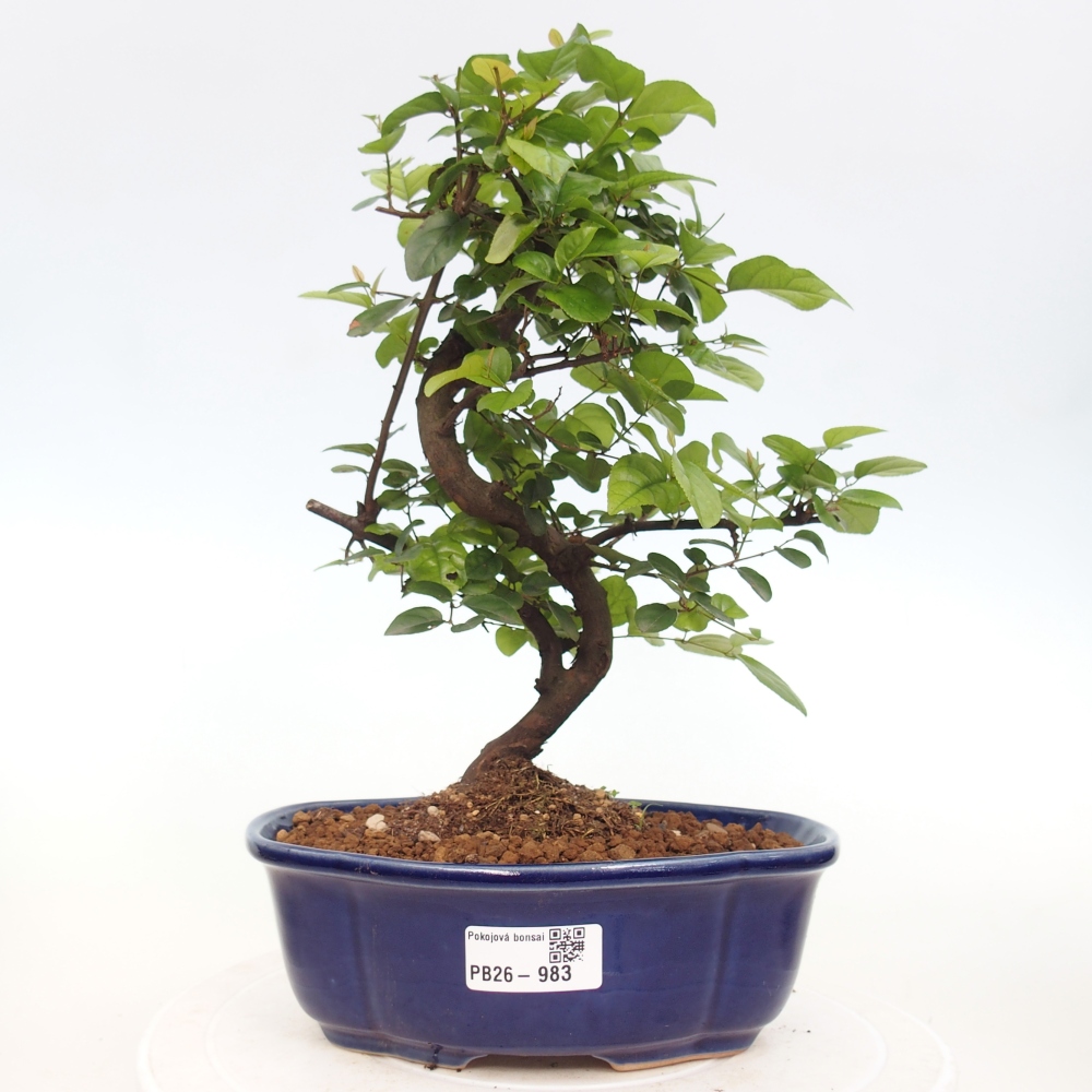 Bonsai pokojowe - Sageretia thea - Sageretia thea