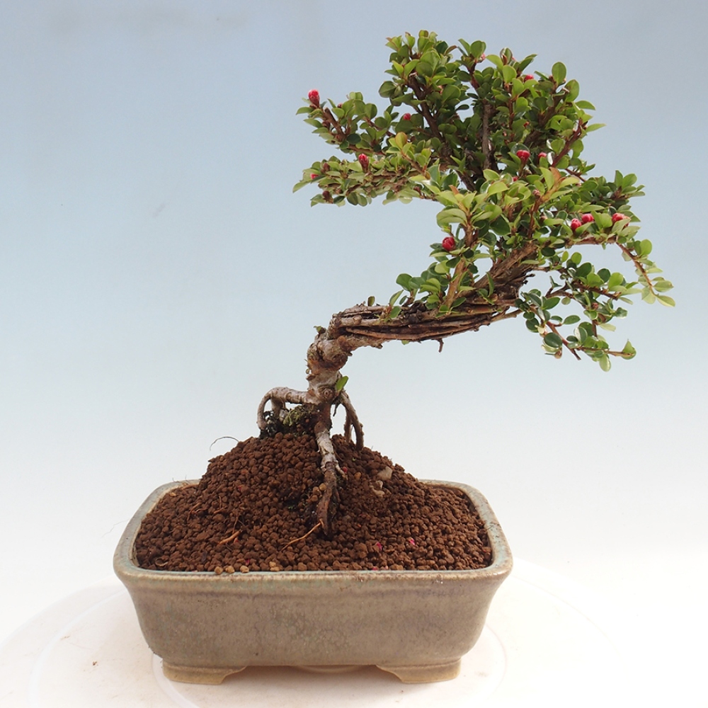 Plenerowe bonsai - Irga pozioma - Drzewo skalne