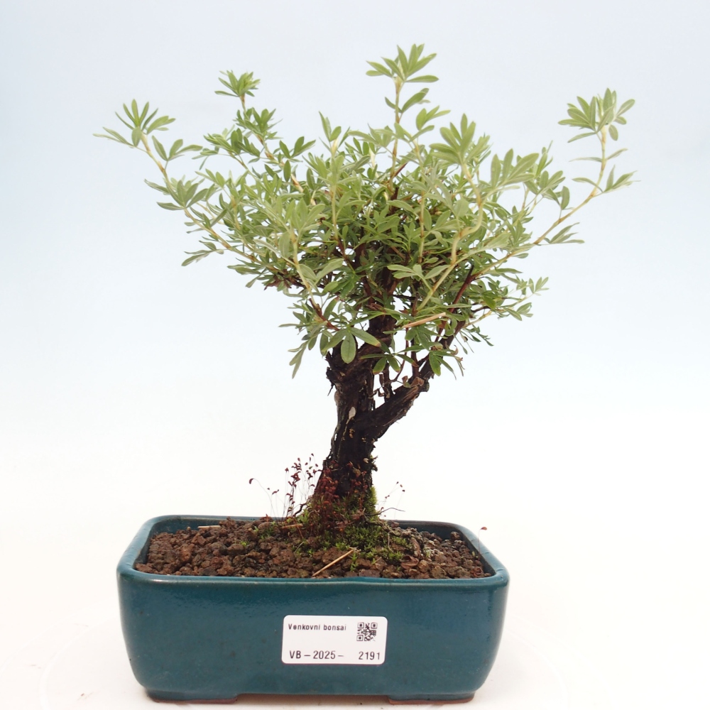 Outdoor bonsai-Pięciolistnik - Potentila fruticosa żółty Ptak