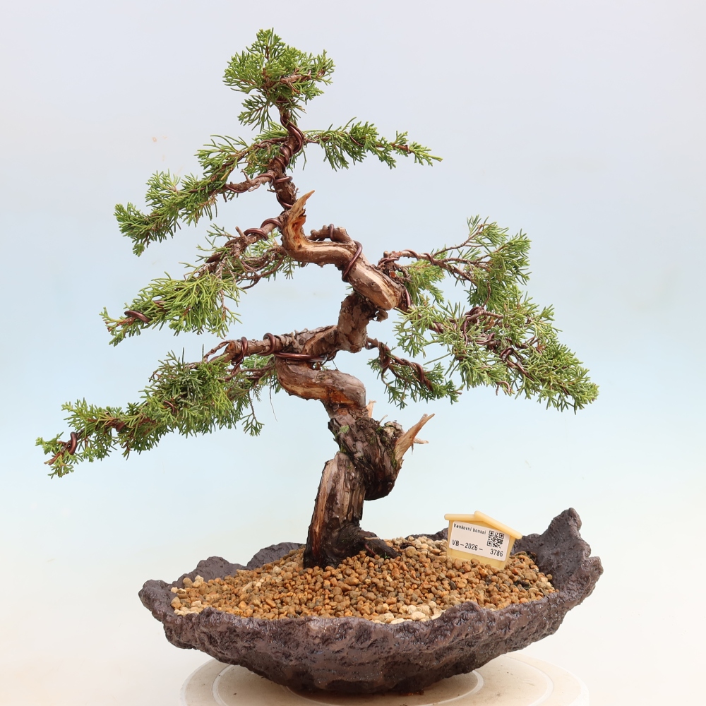 Bonsai ogrodowe – Juniperus chinensis Itoigawa – jałowiec chiński
