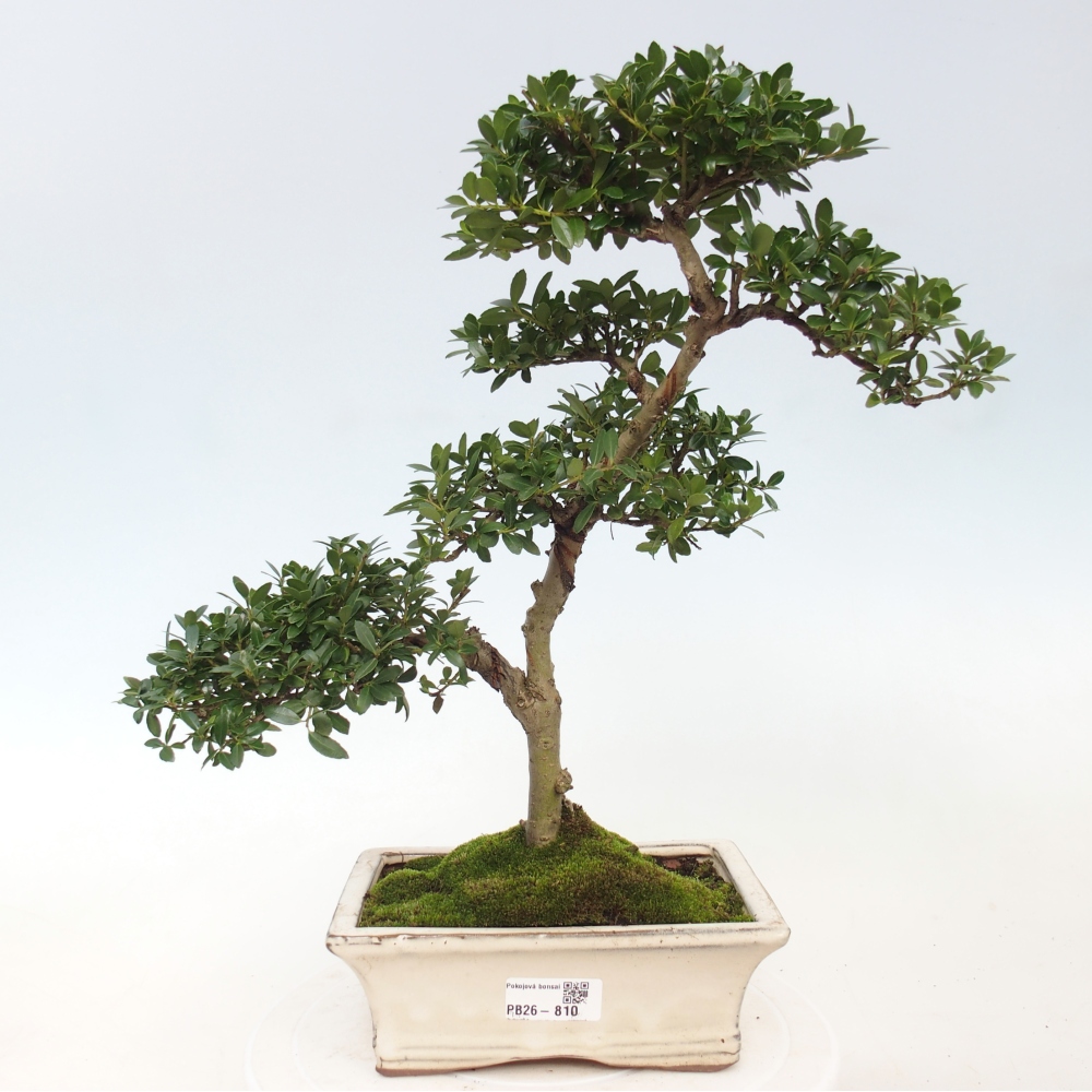 Pokój bonsai - Ilex crenata - Ostrokrzew