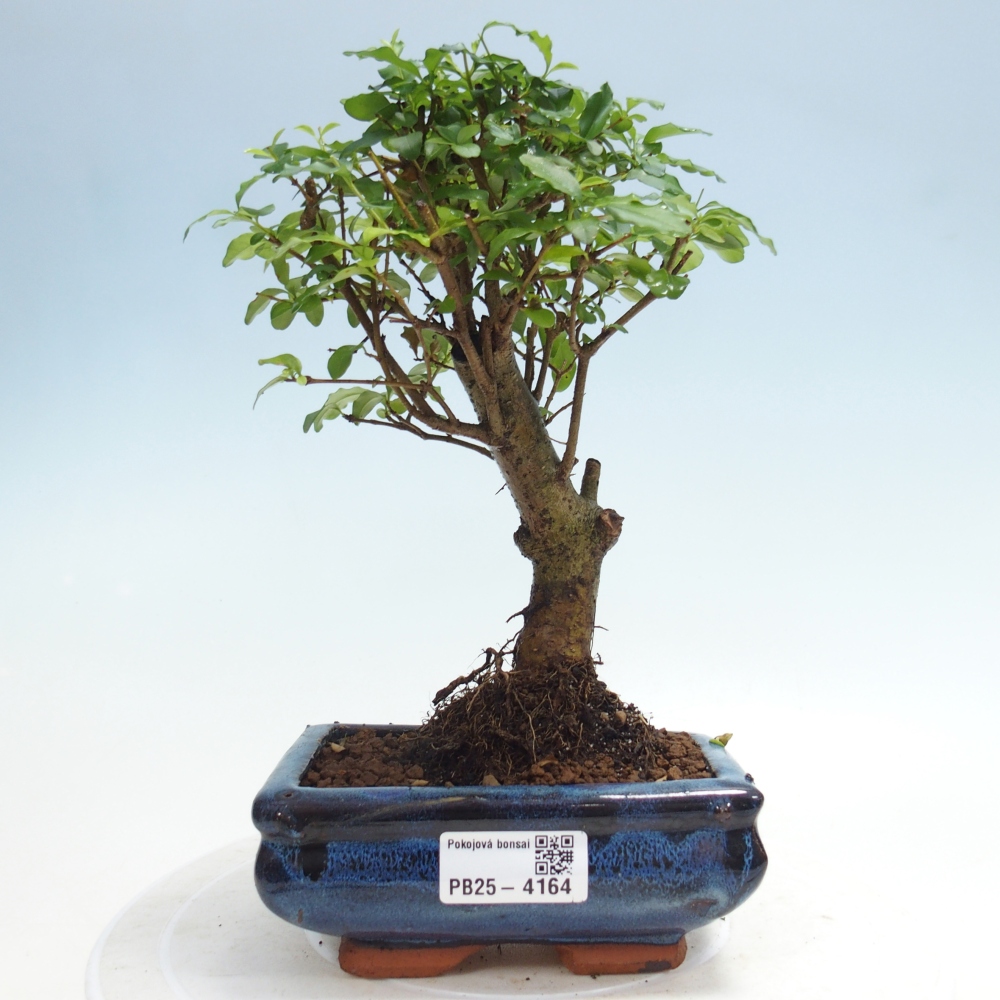 Pokój bonsai - Ligustrum chinensis - Dziób ptaka