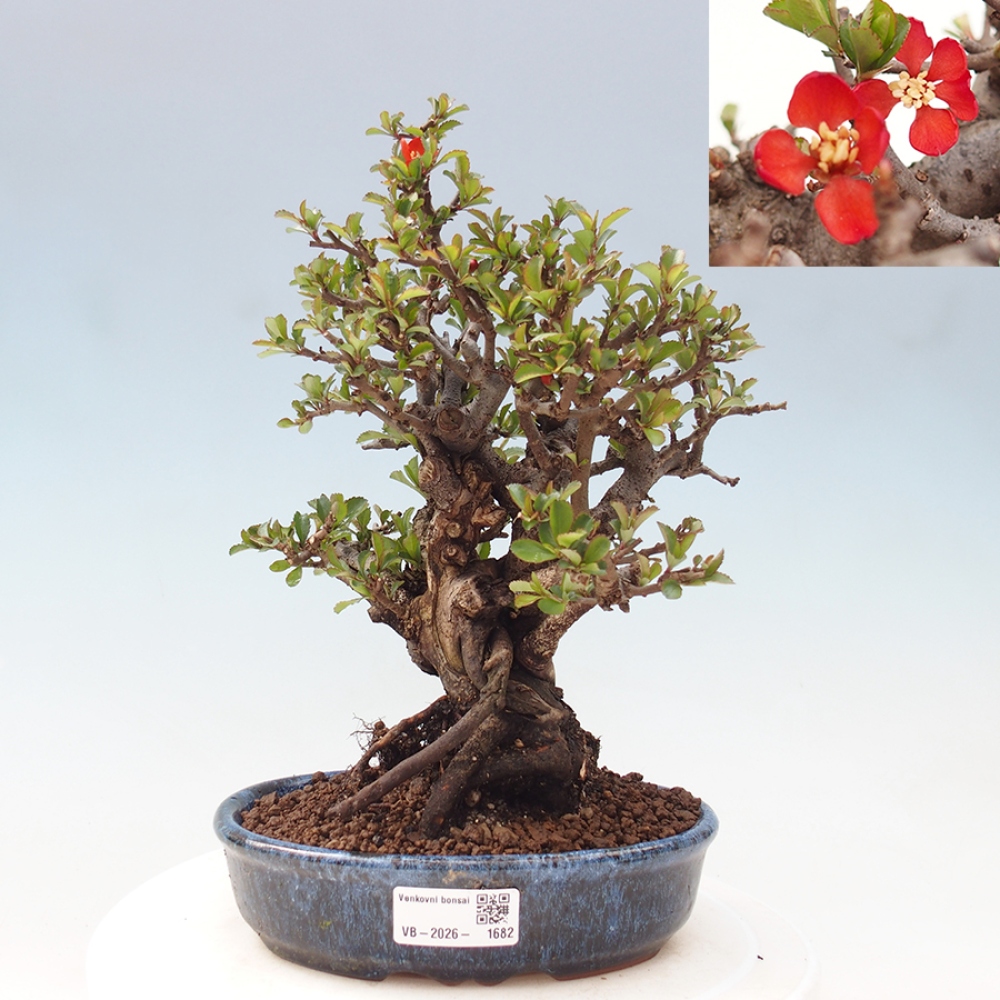 Bonsai zewnętrzne - Chaneomeles speciosa - Pigwa