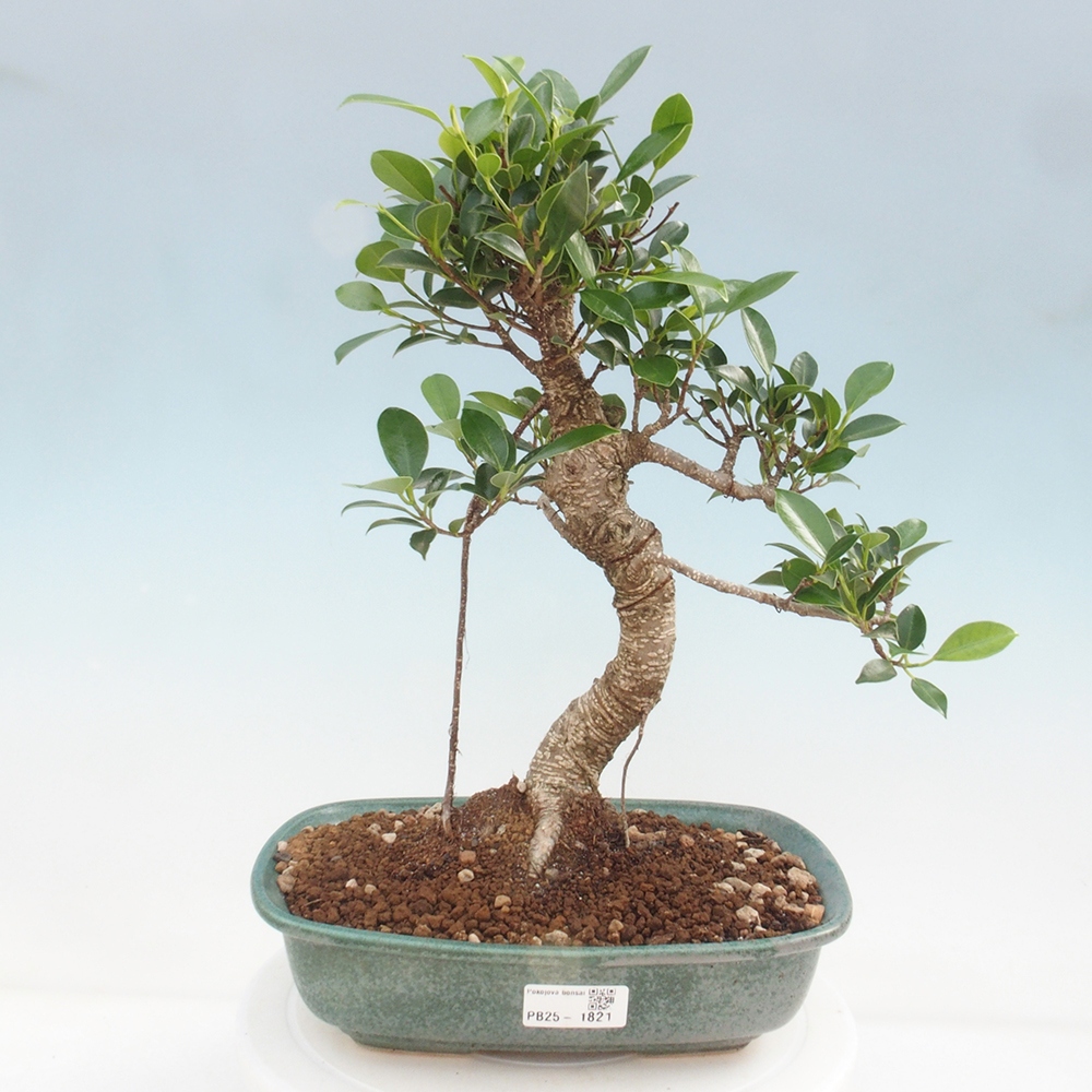 Kryty bonsai - kimono Ficus - figowiec drobnolistny