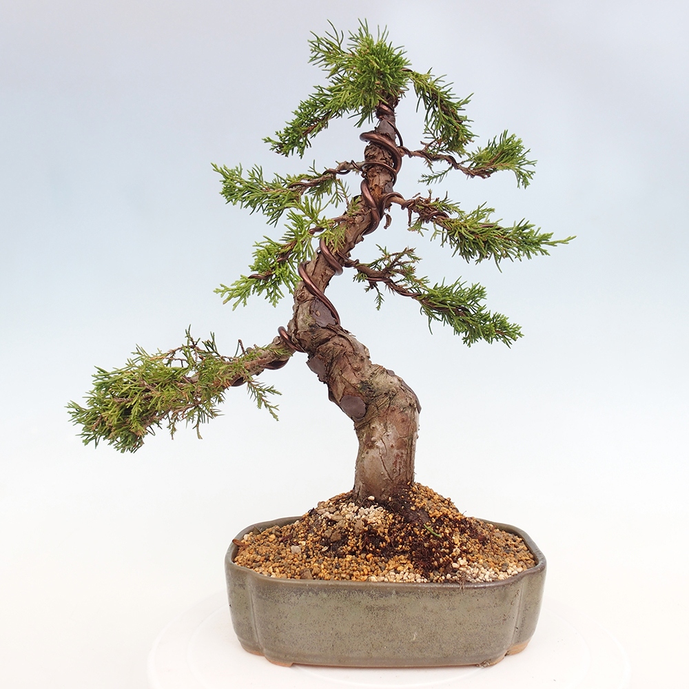 Outdoor bonsai - Juniperus chinensis Itoigawa - Jałowiec chiński
