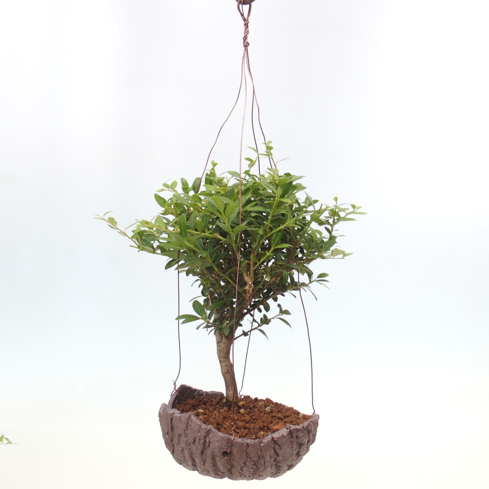 Kokedama z ceramiki - Ilex crenata - Holly