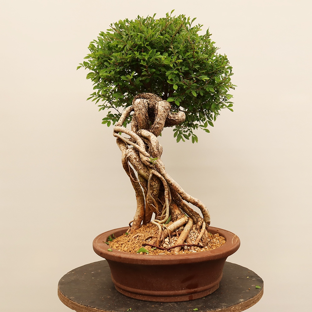 Bonsai na świeżym powietrzu - Zelkova - Zelkova NIRE