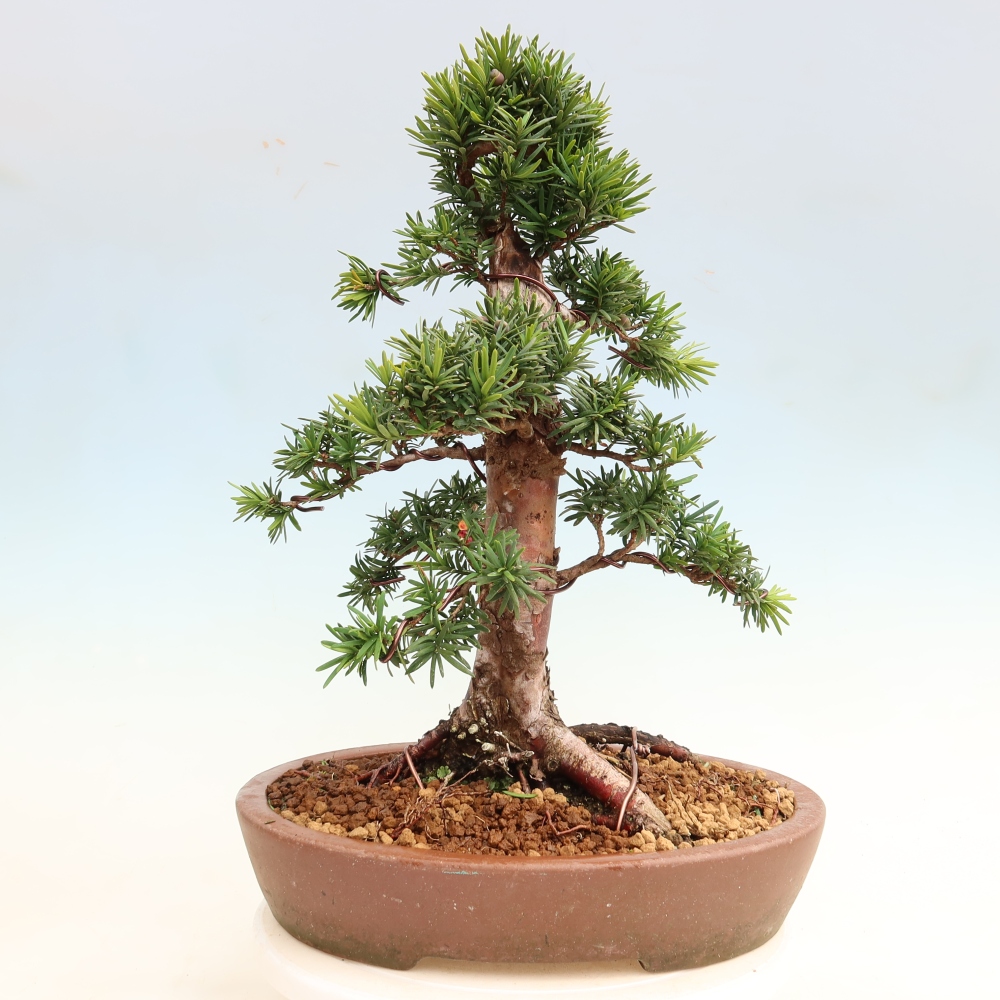 Bonsai ogrodowe – Taxus cuspidata  – cis japoński