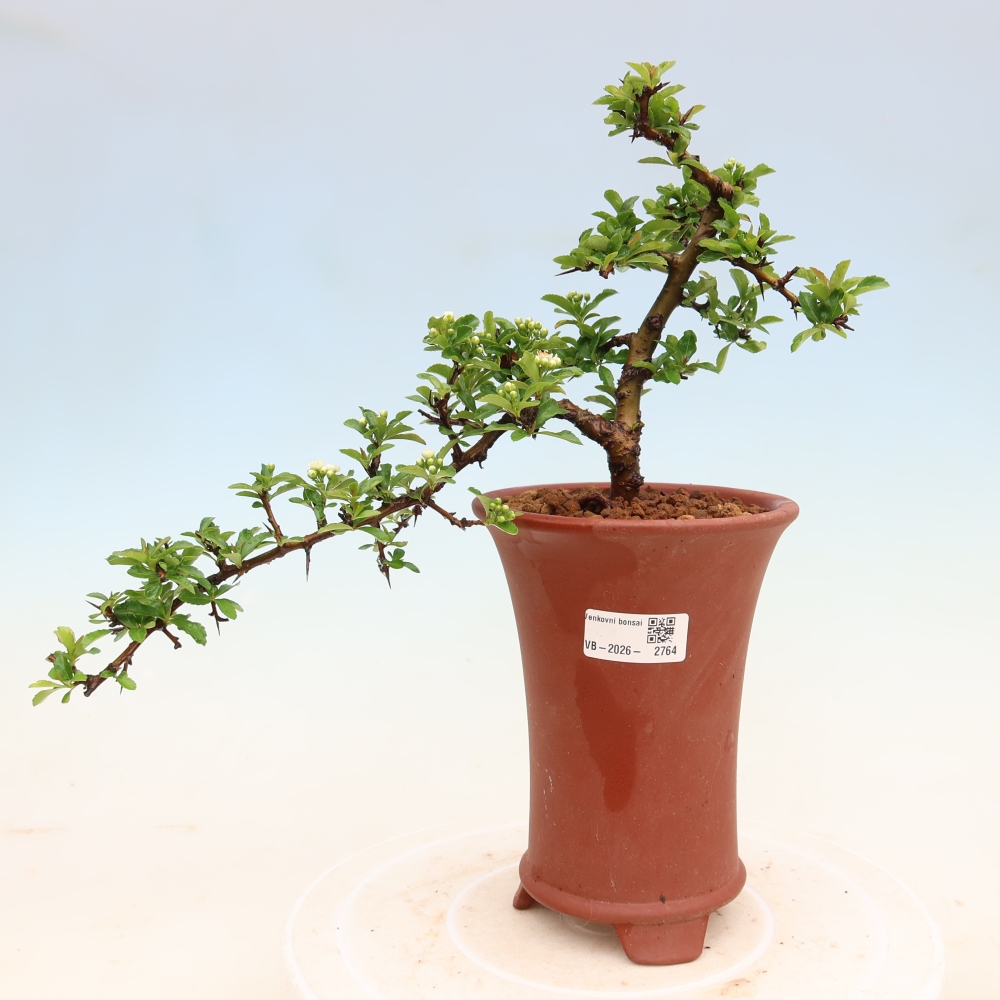 Bonsai ogrodowe – Pyracantha teton – ognik szkarłatny