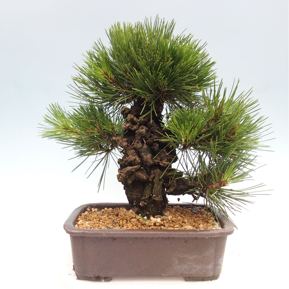 Bonsai ogrodowe - Pinus thunbergii - Sosna Thunbergia