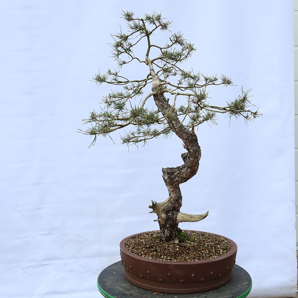 Pinus sylvestris Hiszpania – sosna zwyczajna