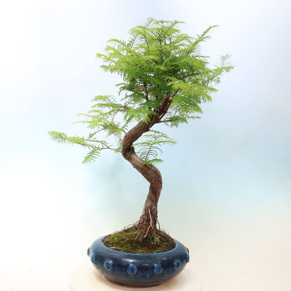 Outdoor bonsai - Metasequoia glyptostroboides - Metasekwoja chińska