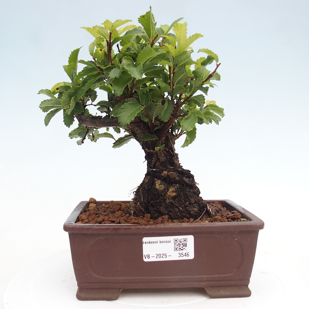 Bonsai zewnętrzne - Zelkova - Zelkova NIRE