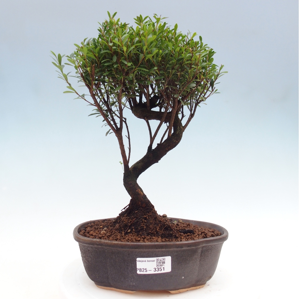 Pokój bonsai - Syzygium - Pimento
