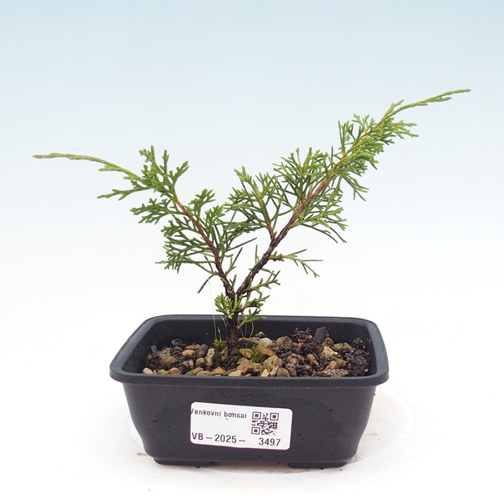 Outdoor bonsai - Juniperus chinensis Itoigawa - Jałowiec chiński