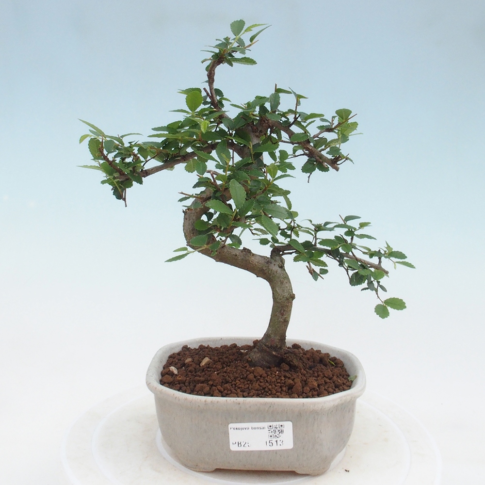 Bonsai wewnętrzne - Ulmus parvifolia - Wiąz drobnolistny