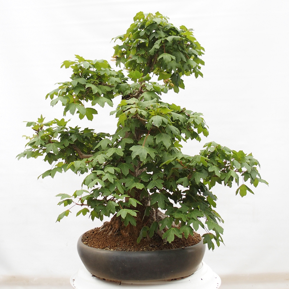 Bonsai zewnętrzne - Klon dziecięcy - Acer campestre